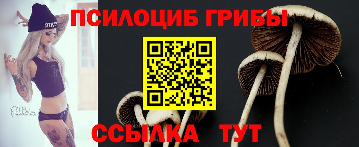 Псилоцибиновые грибы мицелий  Псилоцибиновые грибы GOLDEN TEACHER  наркошоп  Изобильный  Вход с VPN 